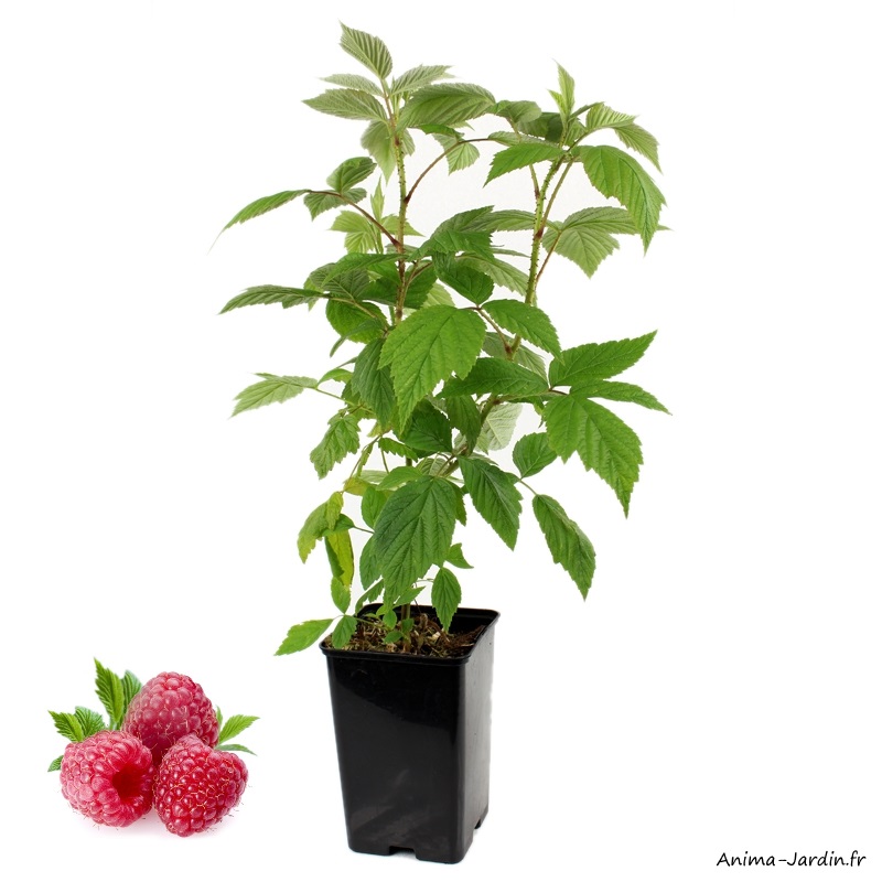 Framboisier Remontant H Ritage Arbuste Petits Fruits Pot L